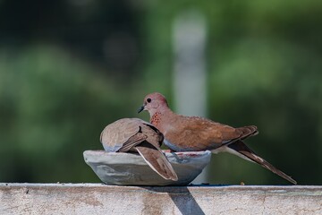 two laughing doves eating and looking at the camera with blurred background