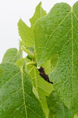 Close-up fig leaf with water drops. - obrazy, fototapety, plakaty