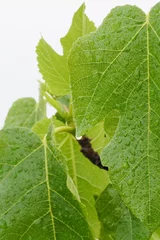 Fotobehang Close-up fig leaf with water drops. © Karen Images