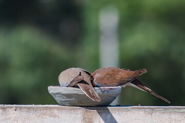 two laughing doves eating and looking at the camera with blurred background