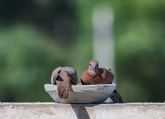 two laughing doves eating and looking at the camera with blurred background
