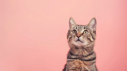 Obraz premium Chic cat with a nonchalant expression, against a soft light pink background