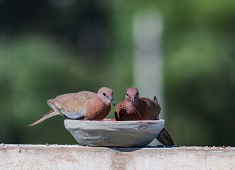 two laughing doves eating and looking at the camera with blurred background