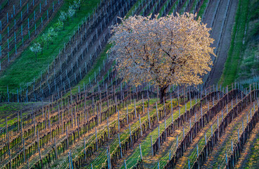 Cherry tree in blossom in the middle of vineyards in Moravian Tuscany near Čejkovice village, Czech Republic