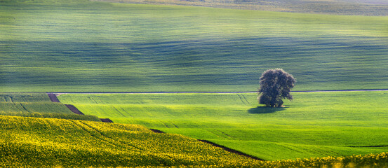 Lonely tree during sunrise in the middle of wavy spring fields of Moravian Tuscany near Kyjov city, Czech republic