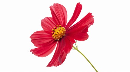 Red flower on white backdrop
