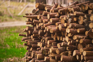 Forest Woodpile Ready for Transport