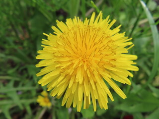 自然のタンポポ