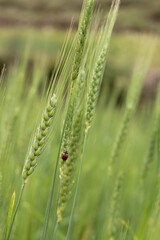 Fototapeta na wymiar green wheat field with a red-black bug insect in the wheat plant