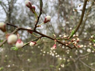 Flowering tree
