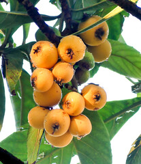 a bunch of loquats on the tree