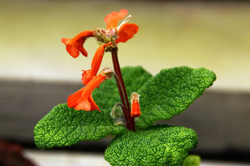 Sinningia bulata, a tuberous member of the flowering plant family Gesneriaceae. It produces small orange-red flowers and is found in Brazil. - obrazy, fototapety, plakaty