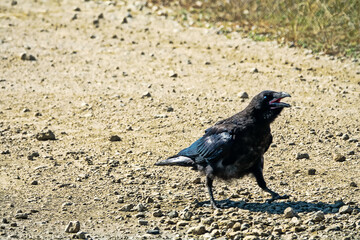 Fototapeta premium A raven on a field road. The bird is worried because the young are nearby. North Black sea