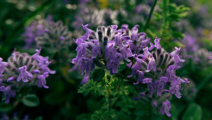 Pediophytium, mountain meadow. Ziziphora in the North Caucasus in the subalpine dry rocky slopes. Probably Ziziphora rigida. Essential oil, spicy-aromatic plant.
