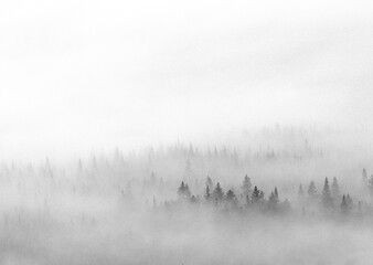 Layers of pine trees disappear in to the mist in the Maine woods