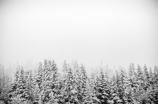 snowy trees recede into mist in winter in Maine.