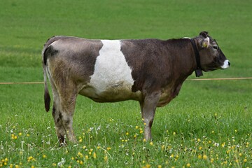 brown cow with a white spot on a green meadow