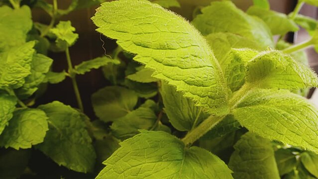 Various fresh herbs growing in the kitchen, macro close-up. Rosemary and lemon balm. Interior, kitchen, studio lighting. High quality 4k footage