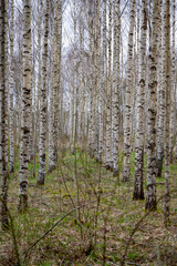 Birch trees in rows with beautiful birchbark