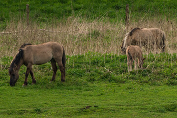 Herd of Horses at a green juicy meadow