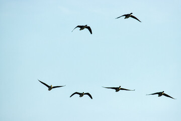 Bean goose (Anser fabalis) and white-fronted goose (Anser albifrons). Flocks of migrating geese in...