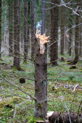 fir tree broken after hard winds in Kumla Sweden