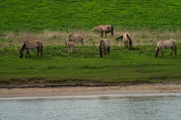 Herd of Horses at a green juicy meadow