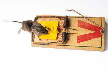 Deratization. Wild forest and field mice as pests of agriculture and household. Mouse is trapped in mousetrap