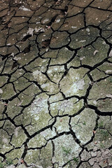 A dismal picture of a dried-up pond. A cracked dirty surface on which the first pollution-tolerant plants appear