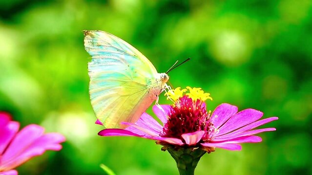 4K flower and butterfly flower butterfly flower butterfly