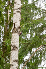 Great spotted woodpecker sitting on birch tree