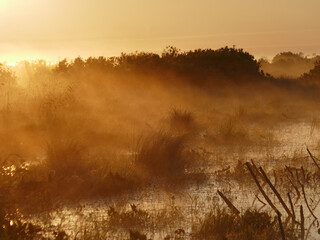 Raw foggy morning. Summer sunrise over the meadow (moist or wet meadows) and lowland moor with...