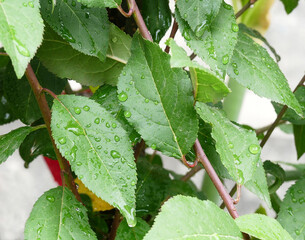 green leaves foliage with drizzle 