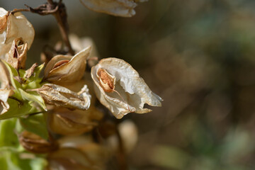 Monkey flower seeds