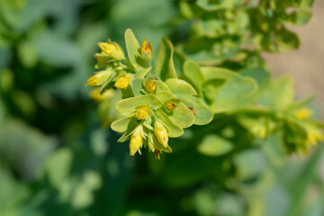 Smooth honeywort flowers