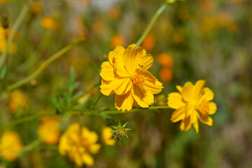 Sulfur cosmos flowers