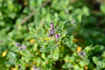 Royal Red rock cress flower buds