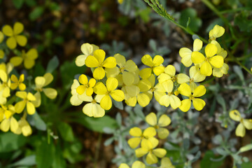 Croatian endemic plant yellow flowers