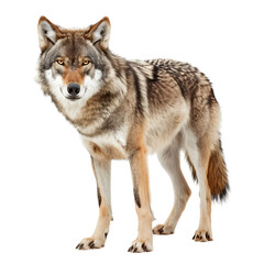 Obraz premium Mesmerizing image of a wolf standing against a white background