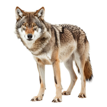 Mesmerizing image of a wolf standing against a white background