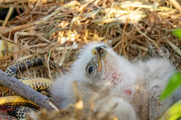 Long-legged buzzard (Buteo rufinus) nestlings are 5 days old, elder's eyes are open. White chicks in the first downy plumage, they don 't hold heads well, sleep a lot. - obrazy, fototapety, plakaty