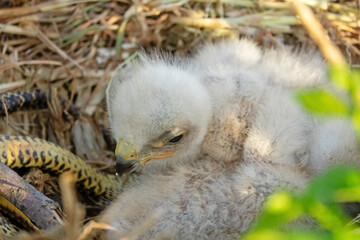 Long-legged buzzard (Buteo rufinus) nestlings are 5 days old, elder's eyes are open. White chicks in the first downy plumage, they don 't hold heads well, sleep a lot. Crimea, Kerch Peninsula. Series - obrazy, fototapety, plakaty