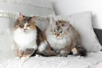 Cats are sitting on a blanket. Pets. Cats.