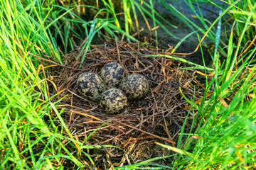 A black-winged stilt (Himantopus himantopus) nest in the coastal thickets of a brackish lake in coastal vegetation. Northern Black Sea region