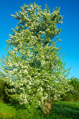 Naklejka premium Wild pear Pyrus communis) friendly flowering in the forest-steppe, crab stock for steppe afforestation, fields protective and roadside plantings, ancestral plant. Floodplain of the Don River. Russia