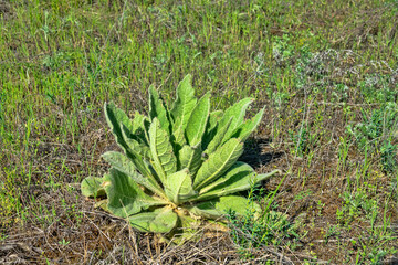 Wool mullein (Verbascum thapsiforme) mullein is a powerful vegetative shoot in the spring sandy steppe. The average flow of the Don River