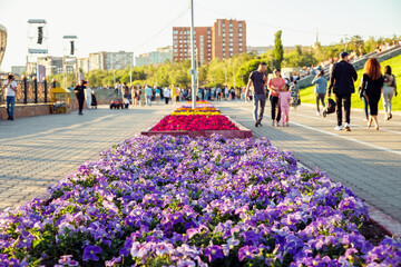 purple, pink, yellow petunia flowers. Flower Bed in public park. unrecognizable blurred crowd of people celebrating city national day. comfortable urban environment - obrazy, fototapety, plakaty