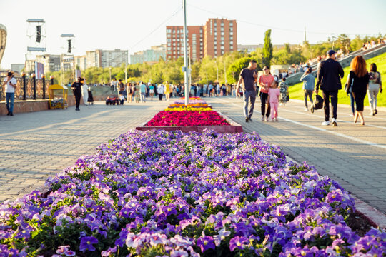 purple, pink, yellow petunia flowers. Flower Bed in public park. unrecognizable blurred crowd of people celebrating city national day. comfortable urban environment - Powered by Adobe