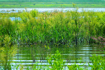 Tamarix in wet meadow in lowland of fresh lake, overflow meadow, partially saline soil...