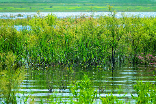 Tamarix in wet meadow in lowland of fresh lake, overflow meadow, partially saline soil (salt-tolerance). Probably Tamarix hohenackeri. Valley is flooded by flood, Crimea